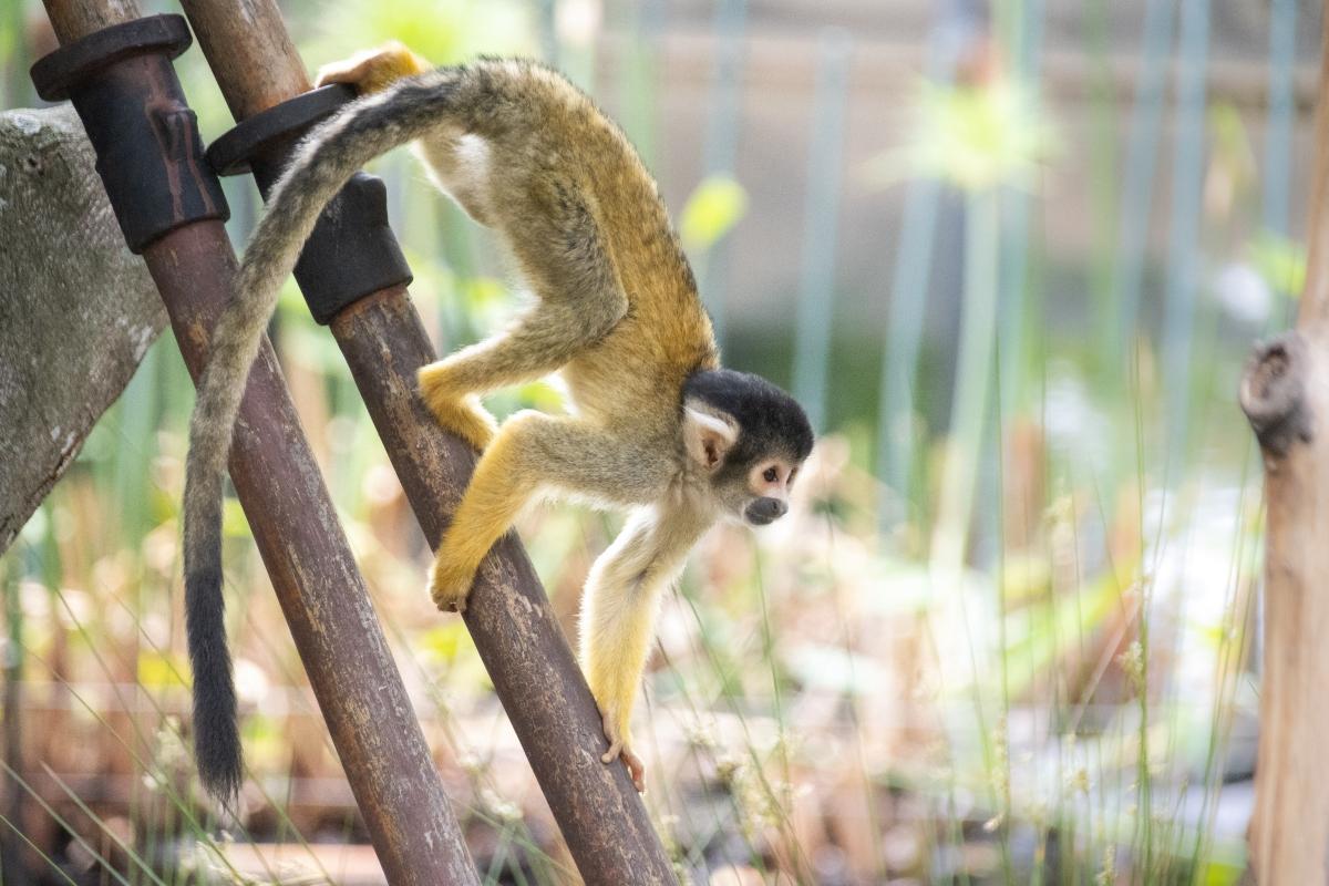 Spider monkey climbing down a branch