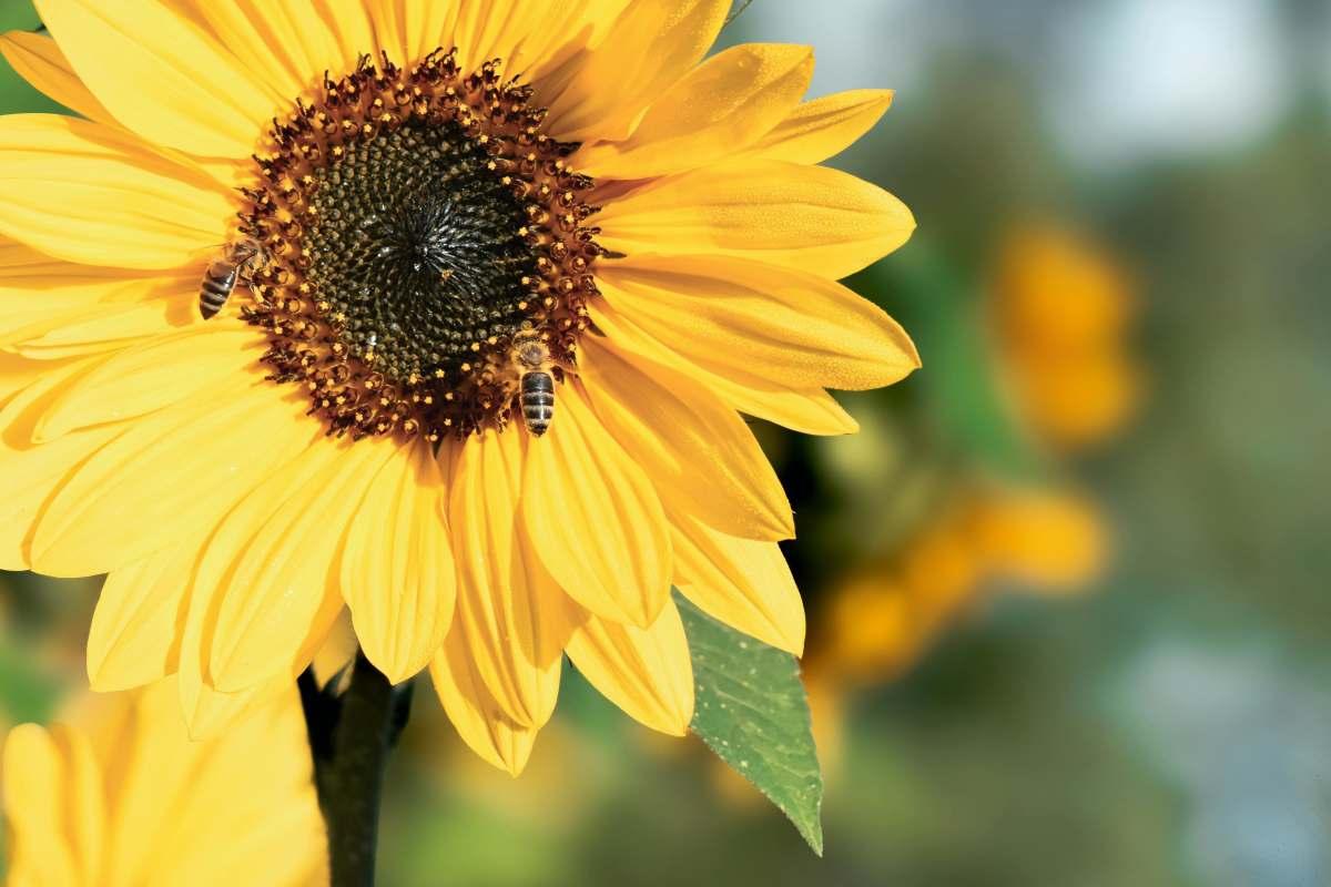 pn/af feb bbc bbcaac