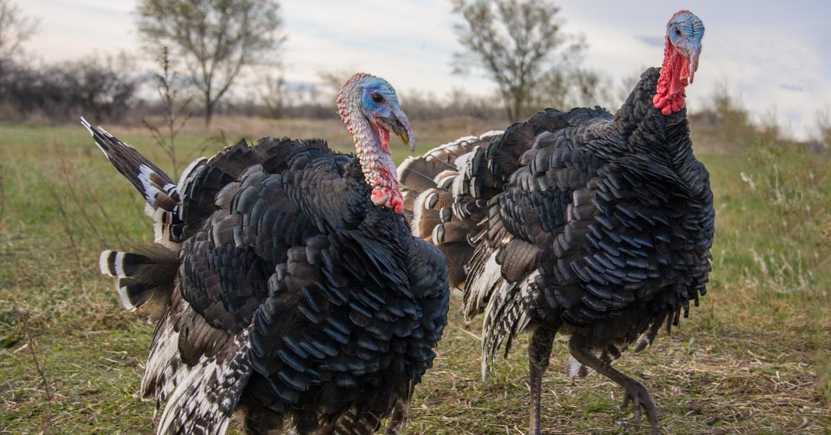 Two turkeys walking on grass