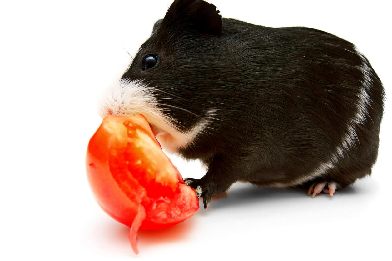 Can Guinea Pigs Eat Tomatoes To Feed or Not to Feed