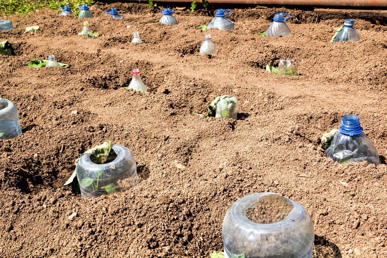 Milk jugs in garden being used to hold sprouting plants