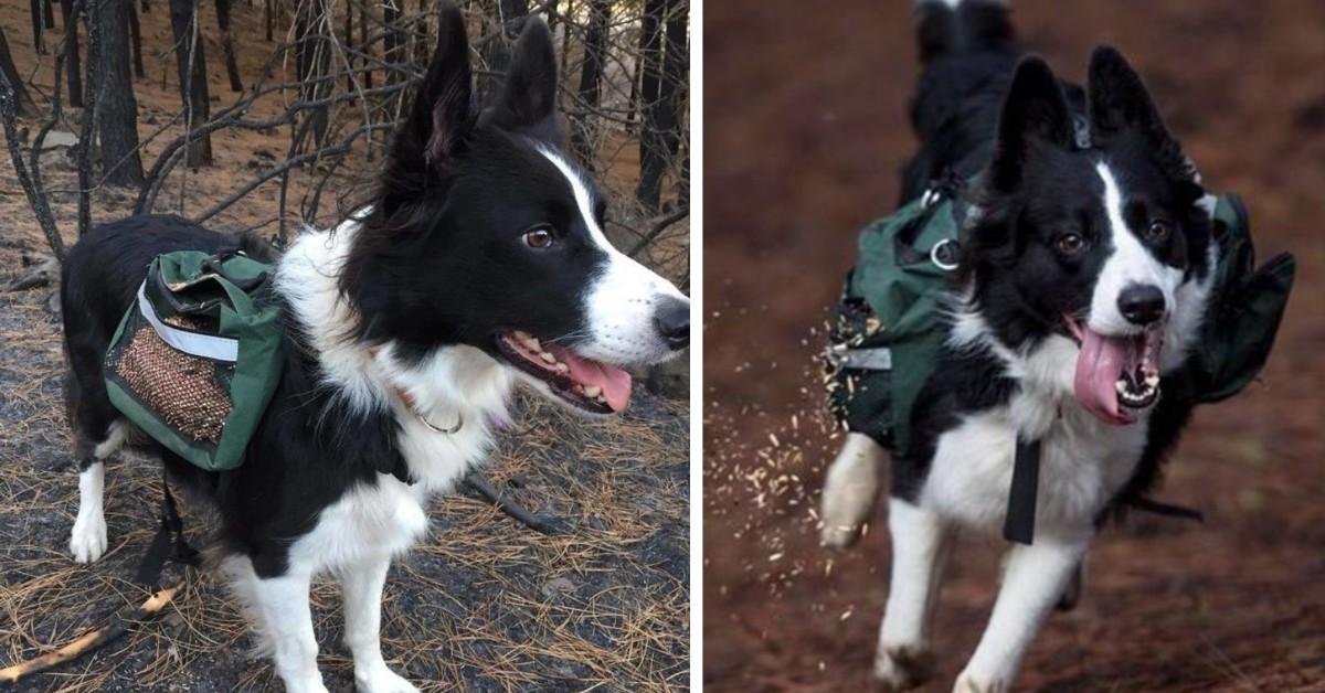 A dog wears a backpack filled with wildflower seeds and sand