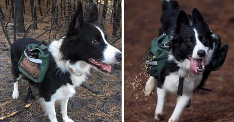 A dog wears a backpack filled with wildflower seeds and sand