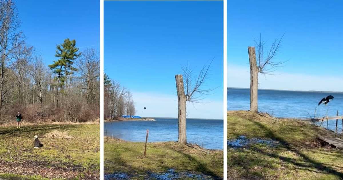Bald Eagle released into the wild (Cover Image Source: Instagram | @lakemetroparks)