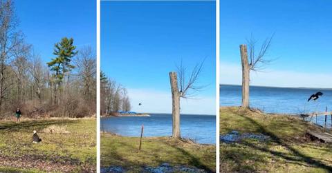 Bald Eagle released into the wild (Cover Image Source: Instagram | @lakemetroparks)