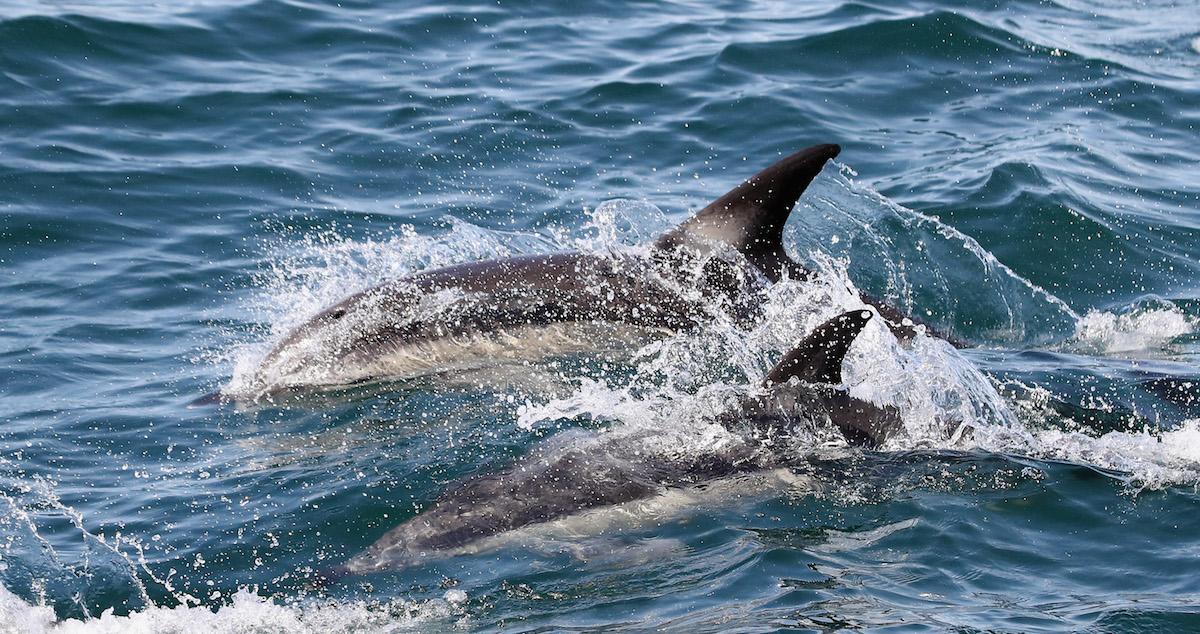 Dolphins swimming