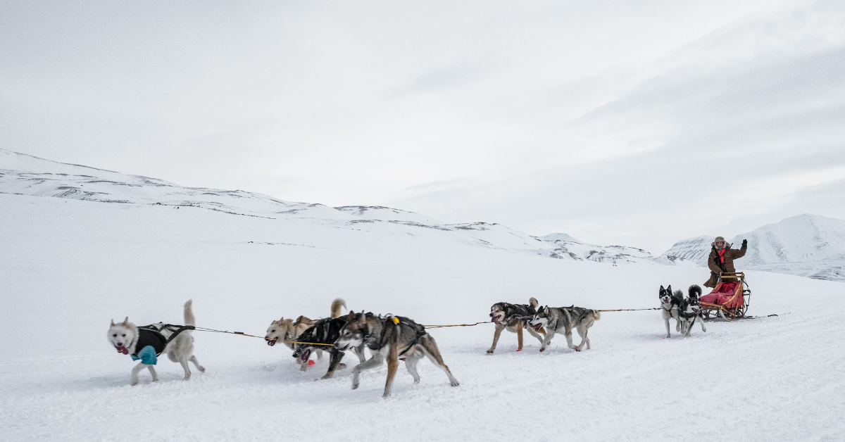 A person commands a sleigh that is being pulled by eight dogs across a snowy tundra 