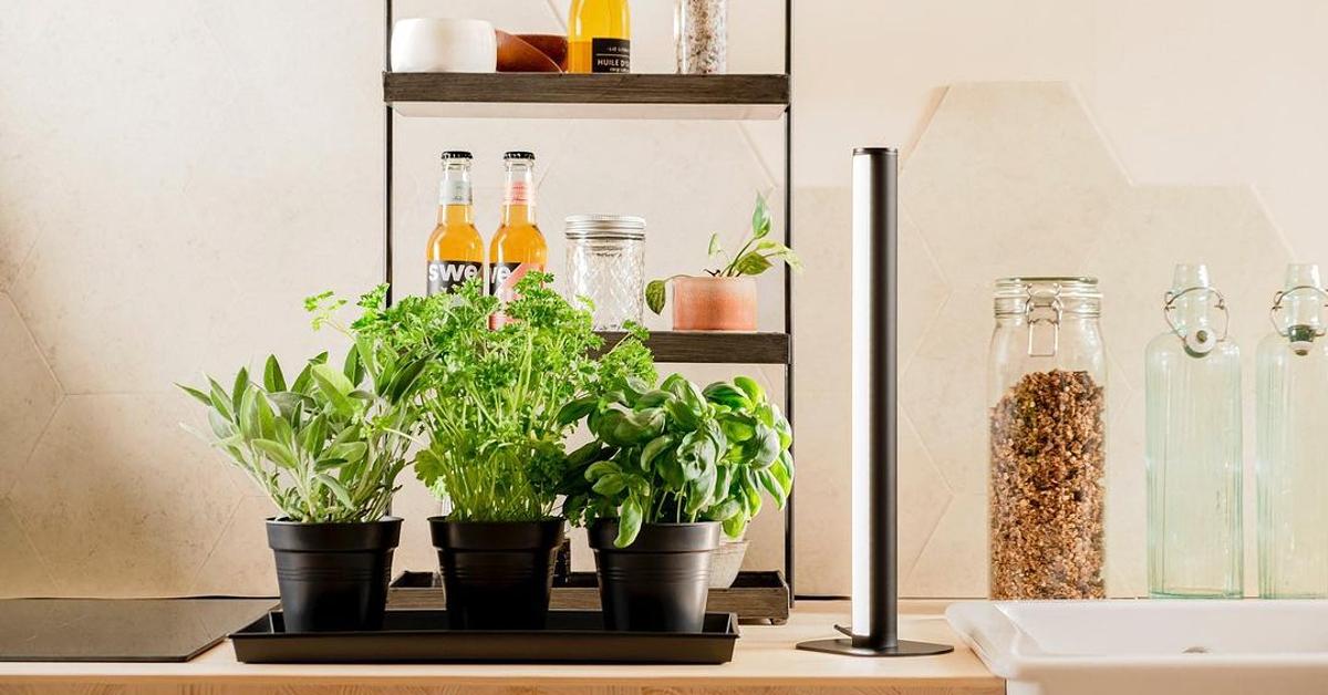 Photo of a vertical Mother grow light standing on a counter facing a tray of potted green plants