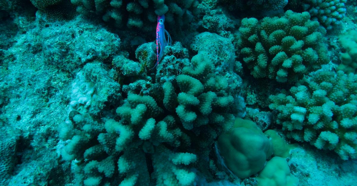 Bleached coral in the ocean