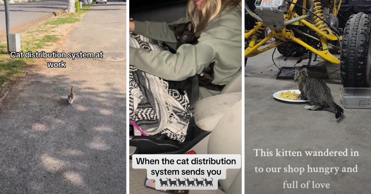 Stray cats claim their new families using the cat distribution system