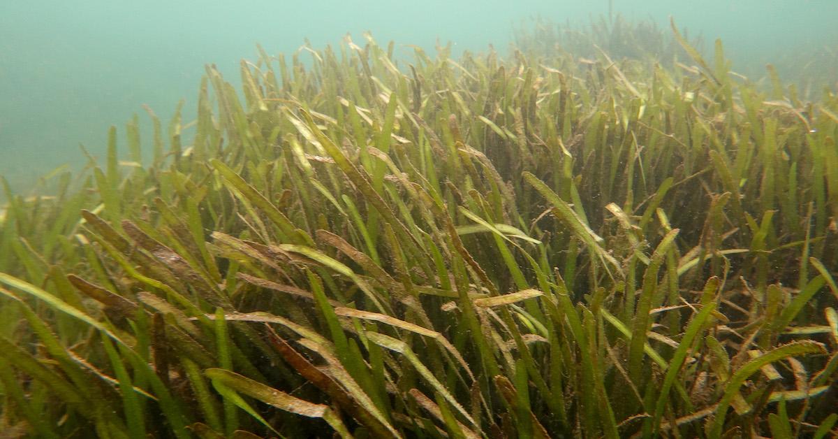 World's Biggest Plant Discovered in Australia