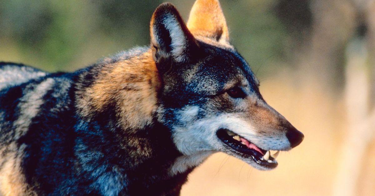 red wolf conservation