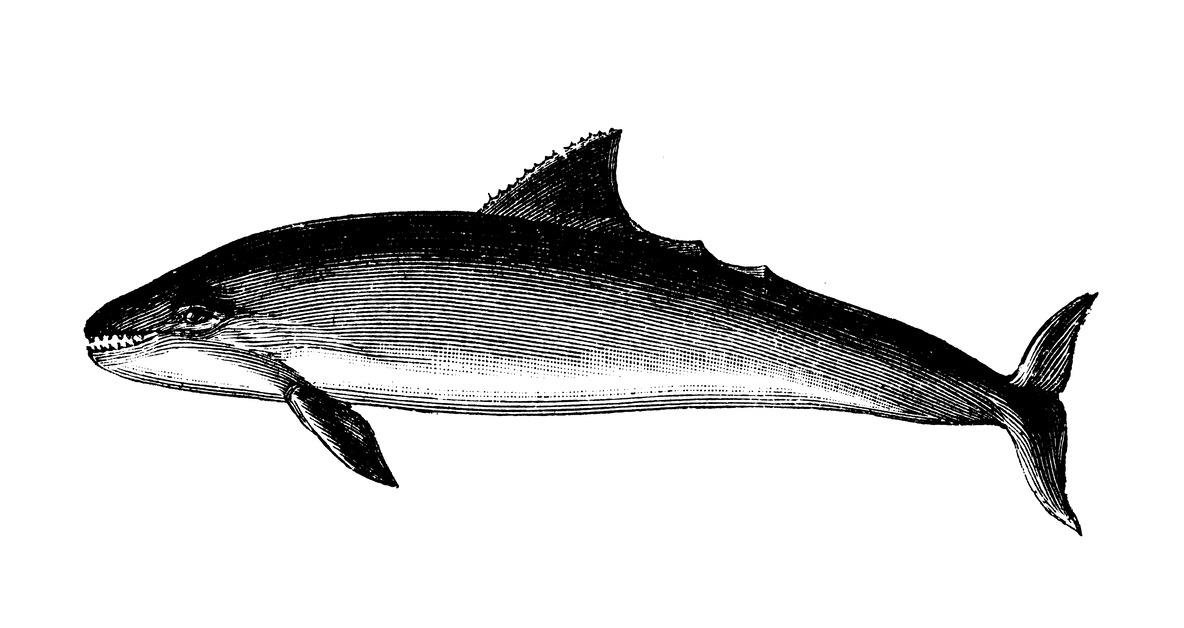 Drawing of the Vaquita