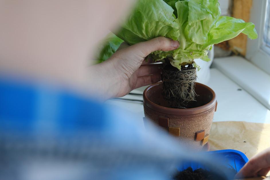 Over-the-shoulder shot of person putting a store-bought plant into a pot inside. 