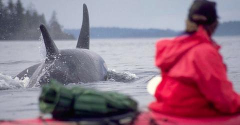 A kayaker staring at killer whales. (Representative Cover Image Source: Getty Images | Joel W. Rogers)