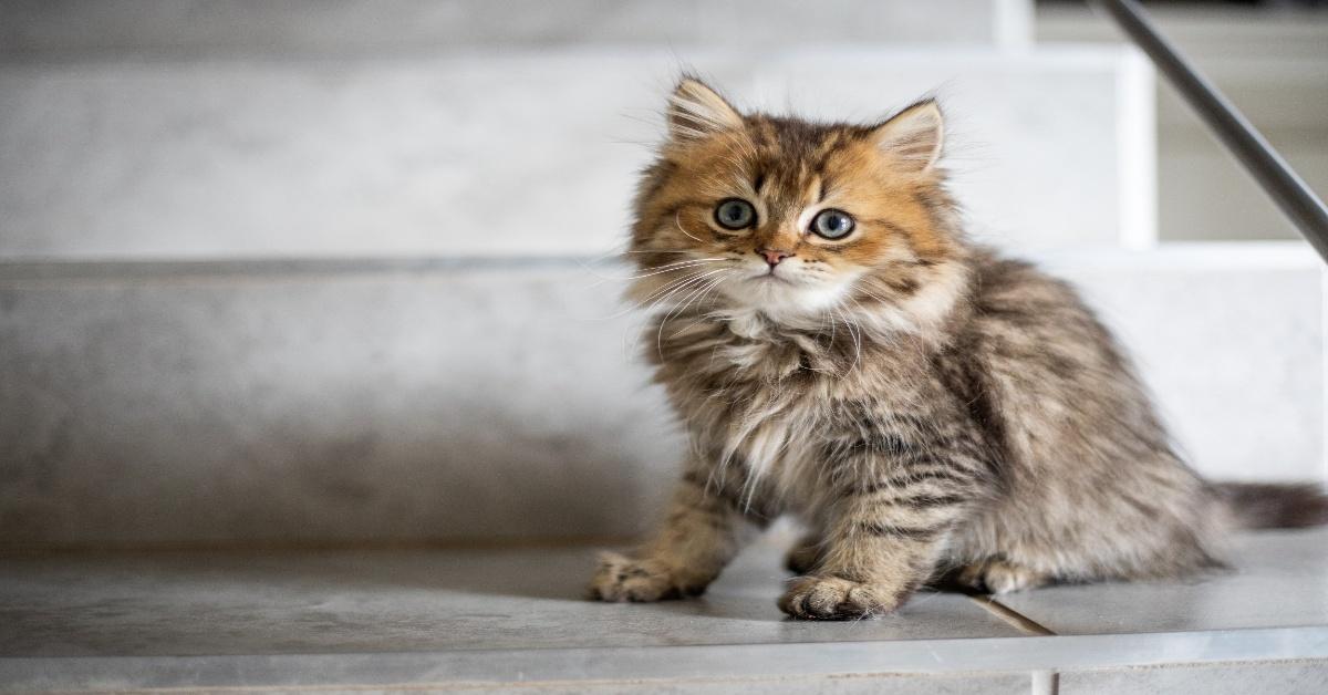 A kitten sits on the steps. 