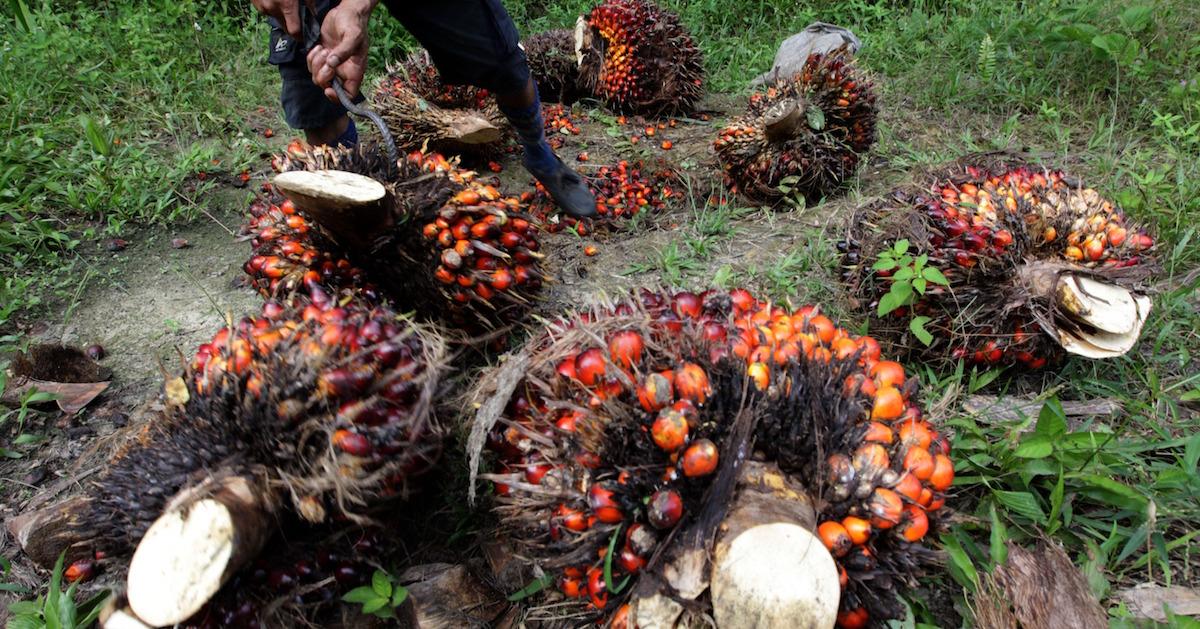 Harvested Palm Oil