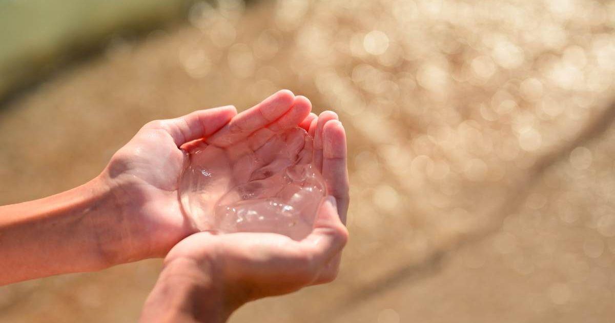 Person holding pink jellyfish in their hands on a beach background (Representative Cover Image Source: Getty Images | Nikita Burdenkov)