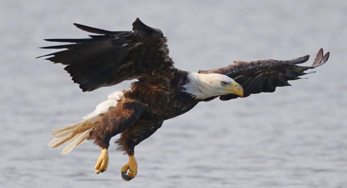 Endangered bald eagle