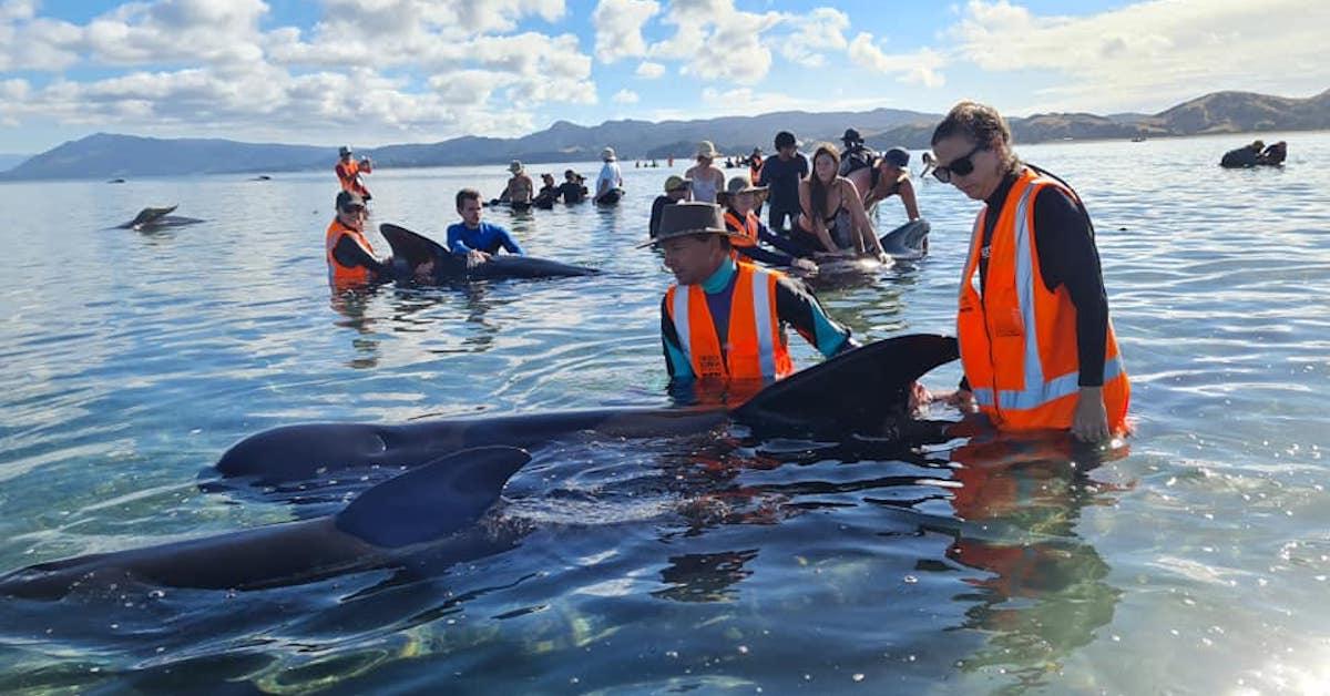 Hundreds of whales beached on New Zealand islands - ABC News