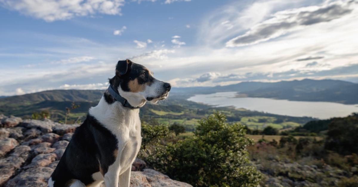 Multi-colored dog sitting on a mountain looking at the sun.