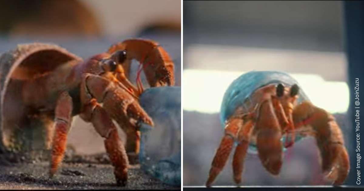 Zuzu, the crab, picks up a plastic bottle fragment, uses it as his shell, and then dumps it in a recycling plant. (Cover Image Source: YouTube | @JoinZuzu)