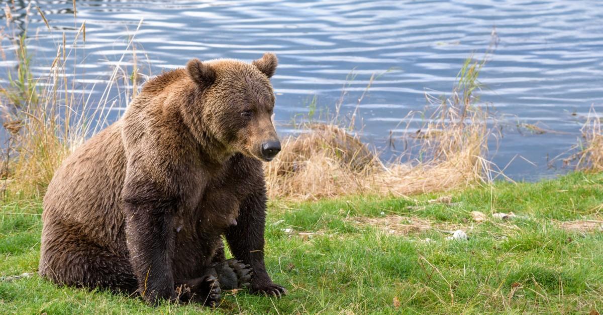 A large bear sits in the grass next to a rippling lake