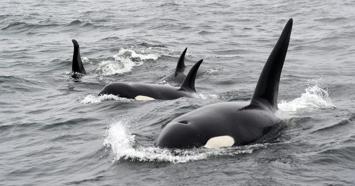 A pod of killer whales breach the water while swimming in the ocean