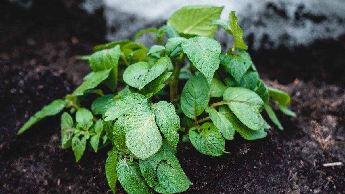 Potato plant