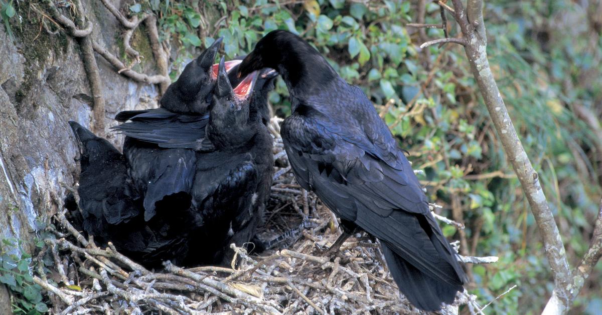 Crows Cigarette Butts