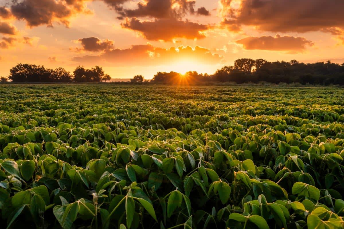 pn/fcaa faa a bfc bfee