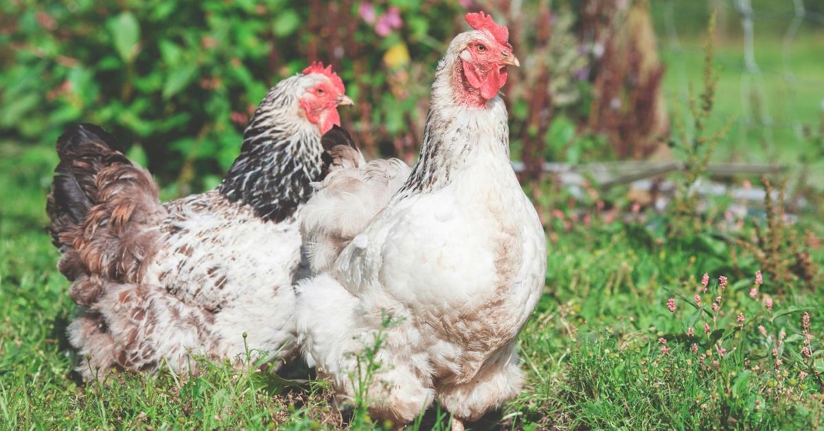 Two chickens wandering in a patch of grass. 