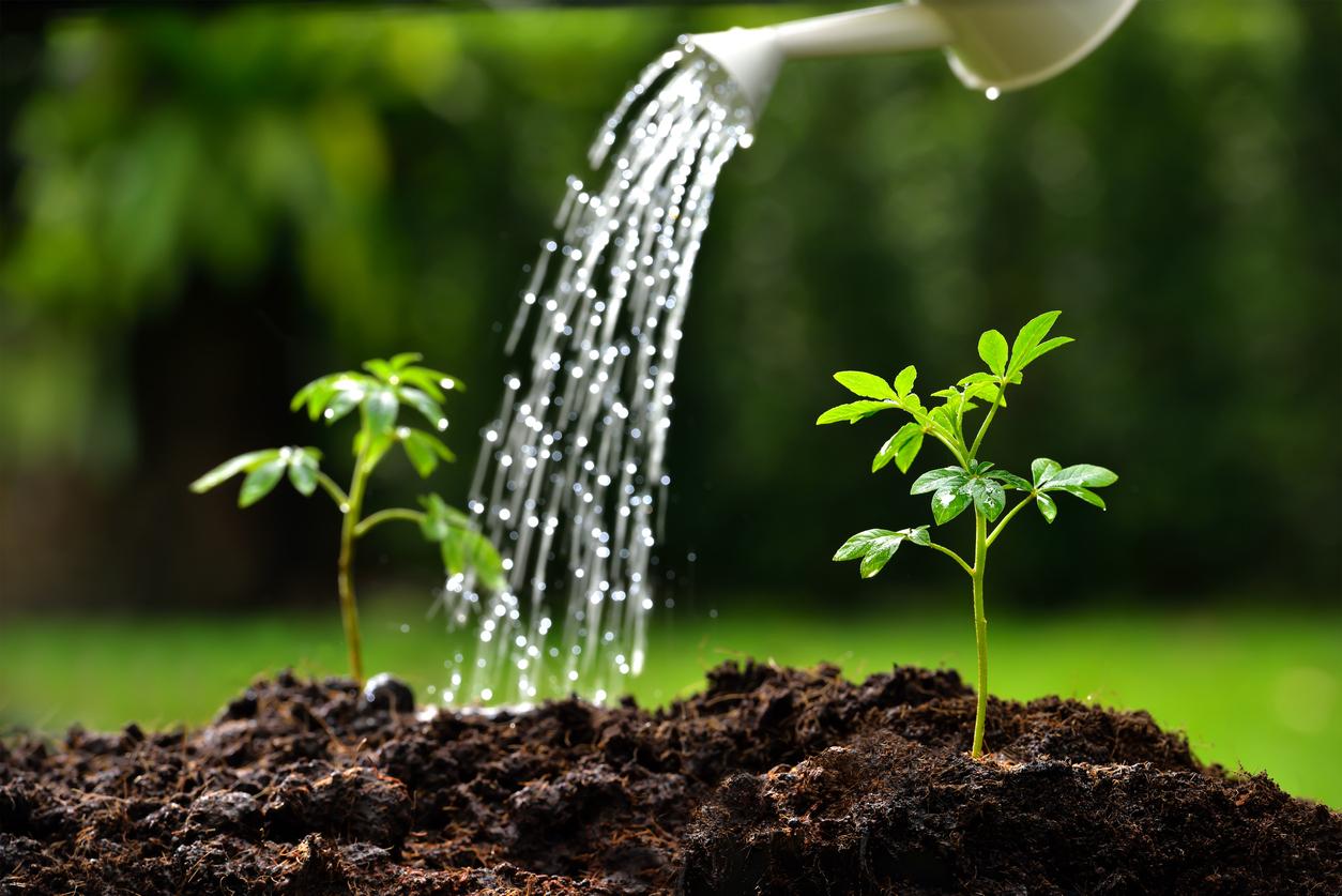 Close up of a bright green plant sprouting out of a pile of dirt while a similar sprout is being watered in the background.