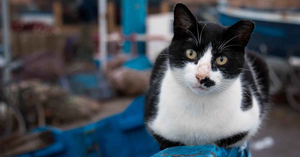 Black and white cat sitting on a boat in a boat yard.