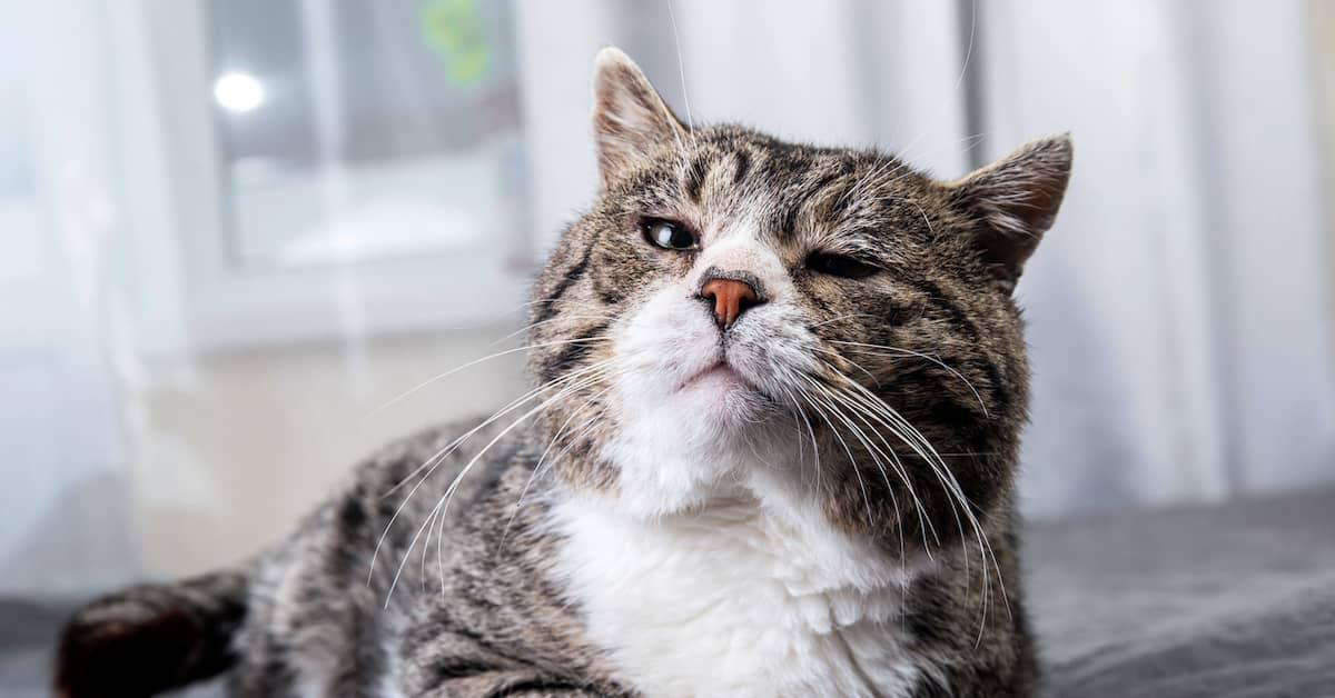 Closeup of older tabby cat with white chest and muzzle