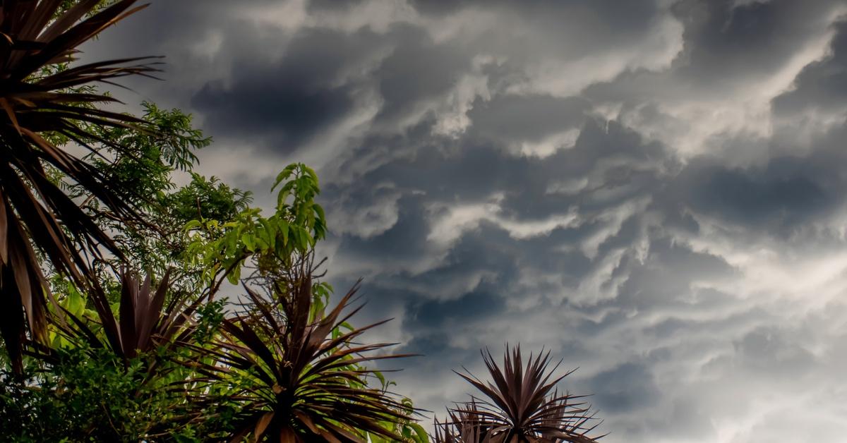 Jungle plants with a stormy sky overhead.