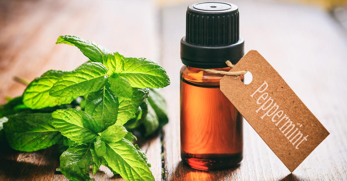 Peppermint essential oil and dogs sale