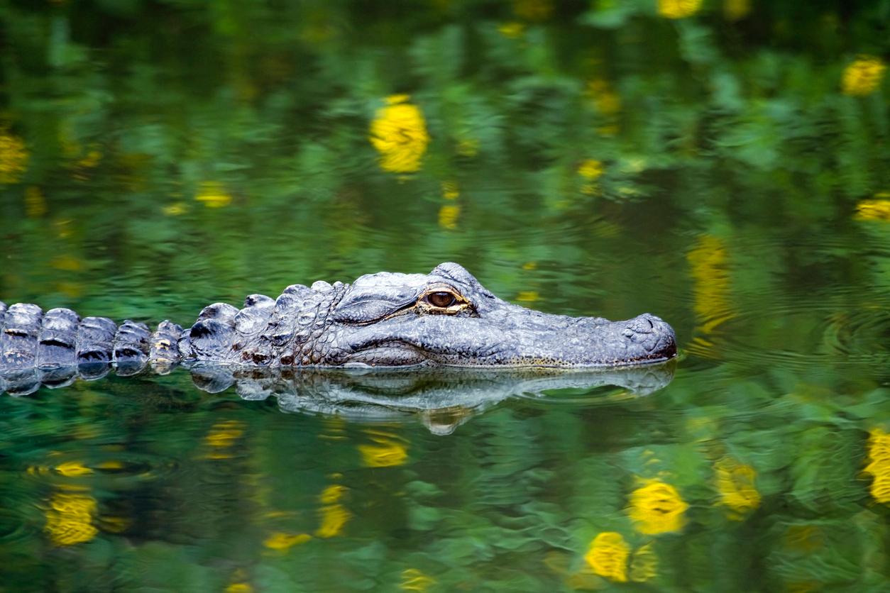 An alligator is photographed swimming in the Florida Everglades.