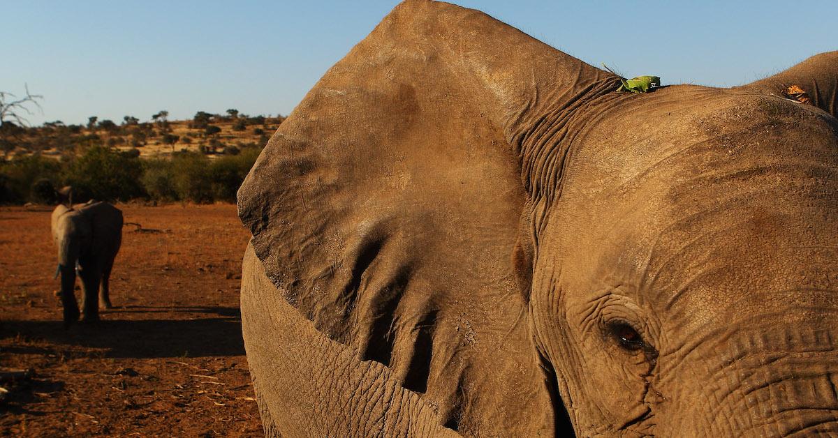 African Elephants Are Evolving Without Tusks, Due to Years of Poaching