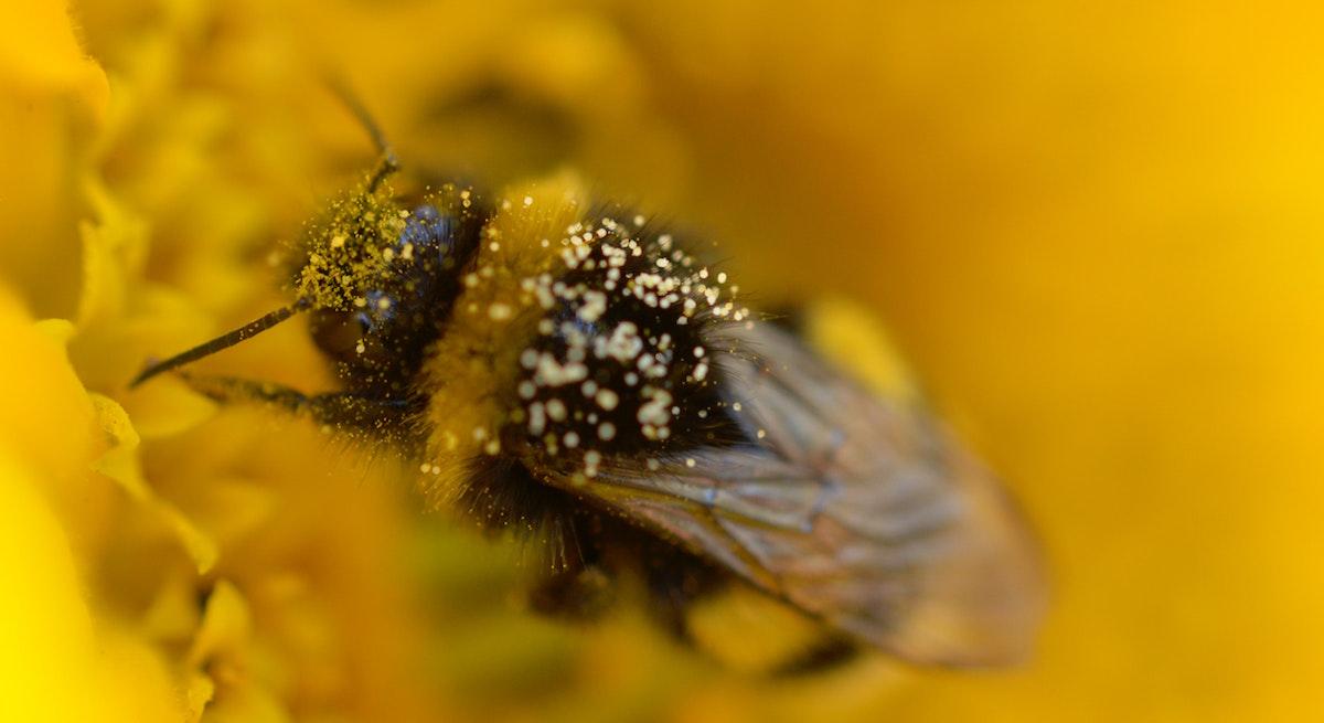 Bee in a flower