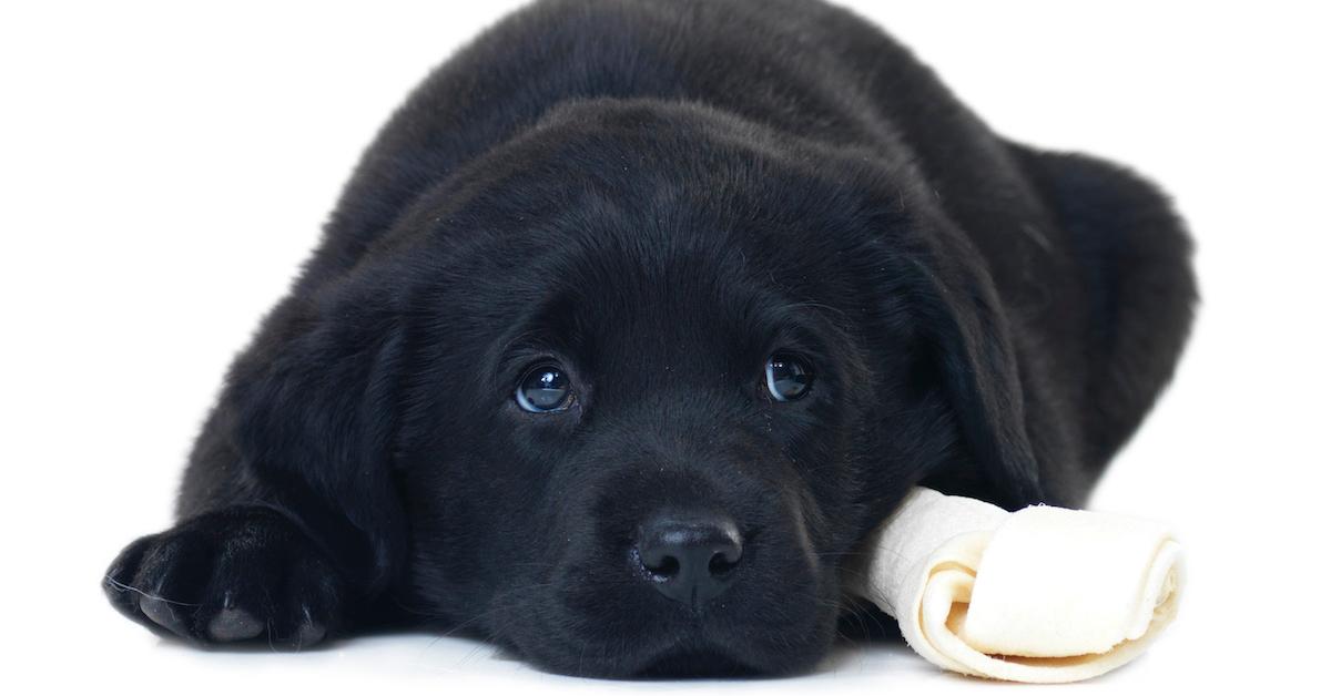 Dog bones for outlet puppies