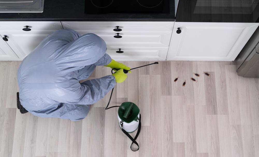 A pest control worker exterminating a roach infestation in a kitchen. 