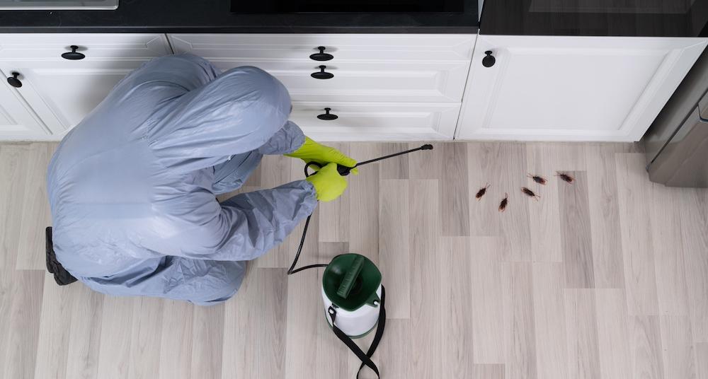 how to get rid of german roaches overnight