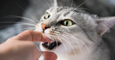 A gray cat bites a person's finger.