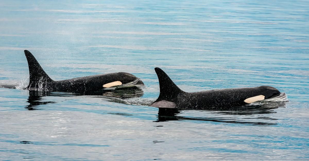 A pair of orcas swim in the water