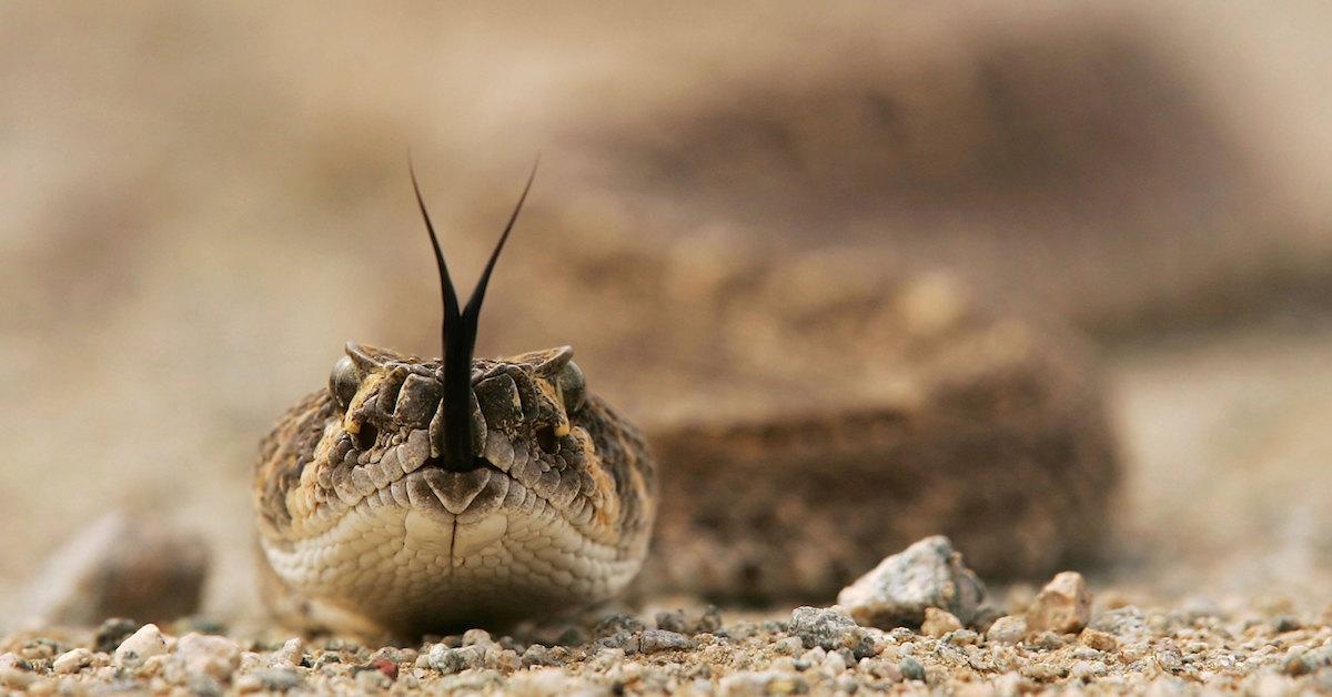 are garter snakes dangerous to dogs