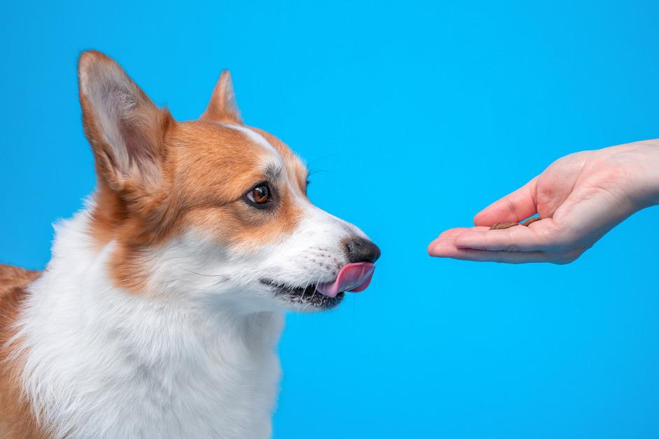 Stock photo of a corgi being feed a treat with a blue background. 