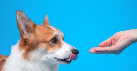 Stock photo of a corgi being feed a treat with a blue background.