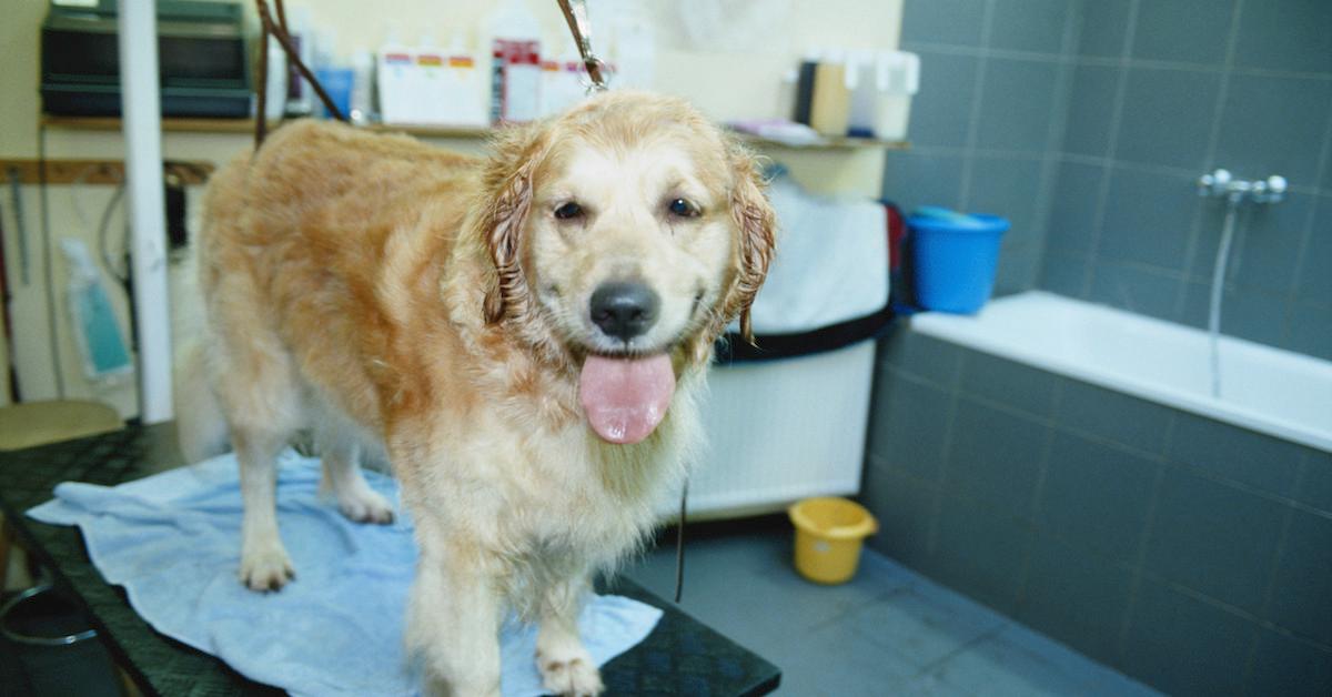 how often should i bathe my golden retriever