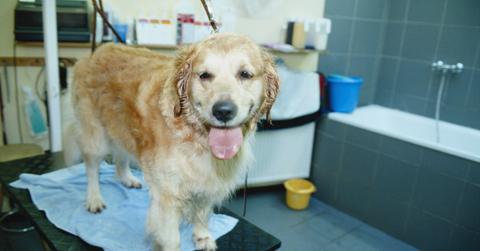 how often should you bathe your dog